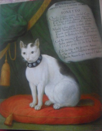 Retrato del gato Armellino con un soneto de Bertazzi 1750,oleo sobre tela 76 – 62,5 cmGiovanni Reder (1693-1764), museo de Roma 